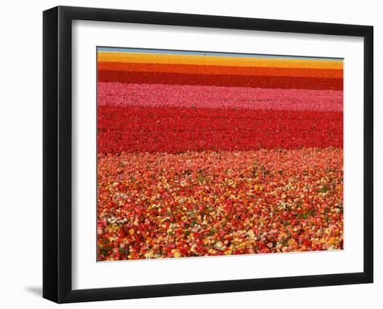 Field of Ranunculus Flowers at Carlsbad Ranch in San Diego, California-Joseph Sohm-Framed Photographic Print