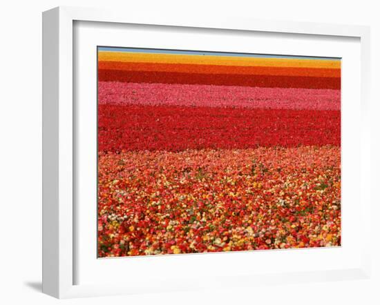 Field of Ranunculus Flowers at Carlsbad Ranch in San Diego, California-Joseph Sohm-Framed Photographic Print