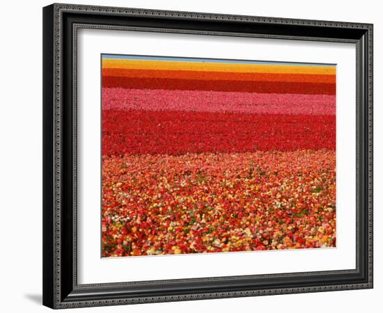 Field of Ranunculus Flowers at Carlsbad Ranch in San Diego, California-Joseph Sohm-Framed Photographic Print