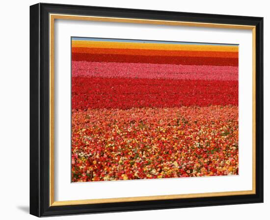 Field of Ranunculus Flowers at Carlsbad Ranch in San Diego, California-Joseph Sohm-Framed Photographic Print