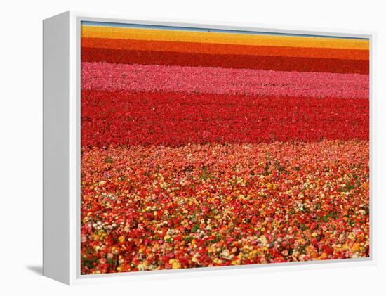 Field of Ranunculus Flowers at Carlsbad Ranch in San Diego, California-Joseph Sohm-Framed Premier Image Canvas