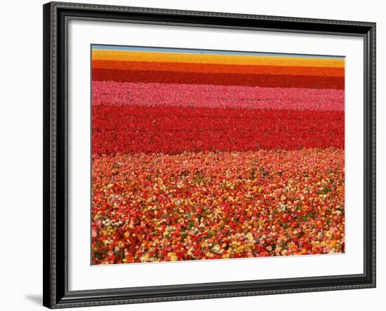 Field of Ranunculus Flowers at Carlsbad Ranch in San Diego, California-Joseph Sohm-Framed Photographic Print