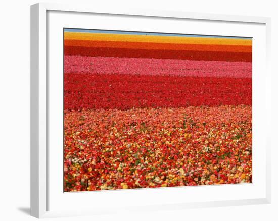 Field of Ranunculus Flowers at Carlsbad Ranch in San Diego, California-Joseph Sohm-Framed Photographic Print