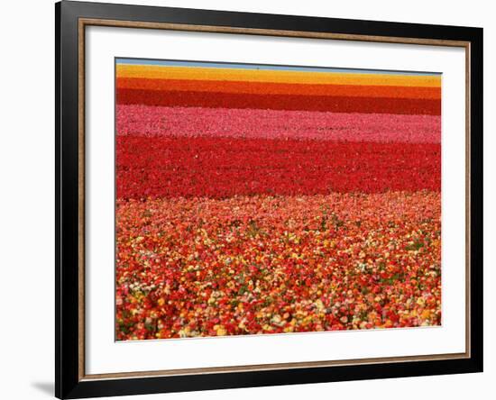 Field of Ranunculus Flowers at Carlsbad Ranch in San Diego, California-Joseph Sohm-Framed Photographic Print