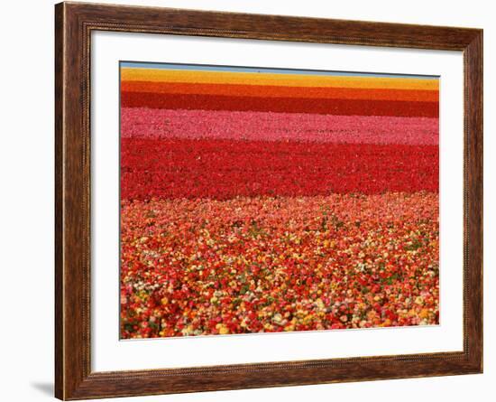 Field of Ranunculus Flowers at Carlsbad Ranch in San Diego, California-Joseph Sohm-Framed Photographic Print