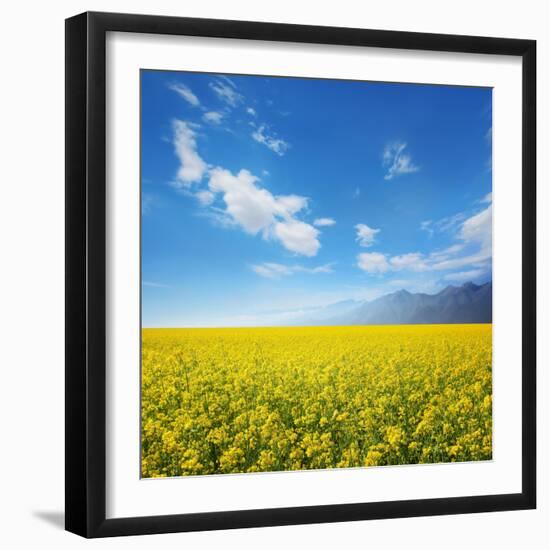 Field of Rapeseed Against Sky-Li Ding-Framed Photographic Print