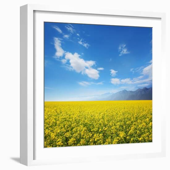 Field of Rapeseed Against Sky-Li Ding-Framed Photographic Print