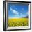 Field of Rapeseed Against Sky-Li Ding-Framed Photographic Print