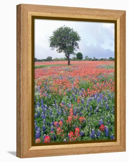 Field of Red and Blue Flowers-Jim Zuckerman-Framed Premier Image Canvas