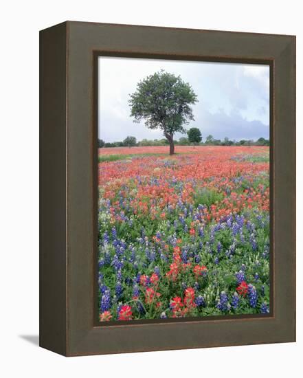 Field of Red and Blue Flowers-Jim Zuckerman-Framed Premier Image Canvas
