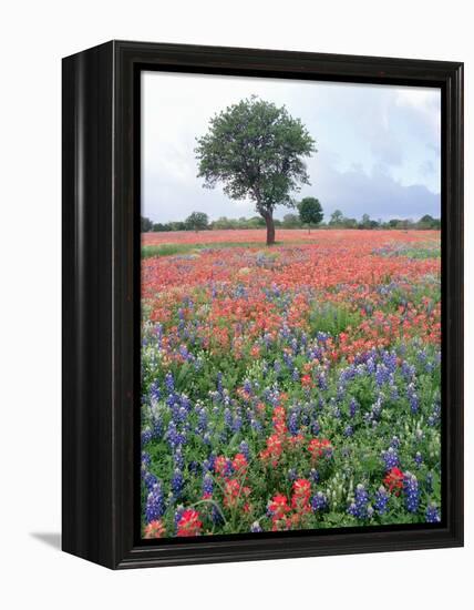 Field of Red and Blue Flowers-Jim Zuckerman-Framed Premier Image Canvas