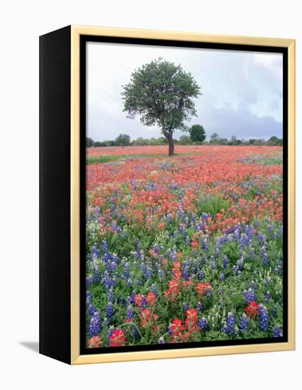 Field of Red and Blue Flowers-Jim Zuckerman-Framed Premier Image Canvas