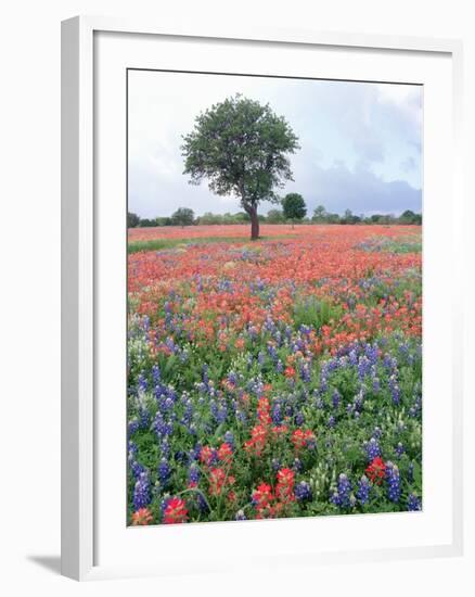 Field of Red and Blue Flowers-Jim Zuckerman-Framed Photographic Print