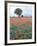 Field of Red and Blue Flowers-Jim Zuckerman-Framed Photographic Print