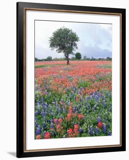 Field of Red and Blue Flowers-Jim Zuckerman-Framed Photographic Print