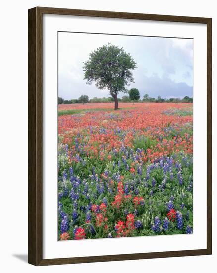 Field of Red and Blue Flowers-Jim Zuckerman-Framed Photographic Print