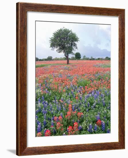 Field of Red and Blue Flowers-Jim Zuckerman-Framed Photographic Print