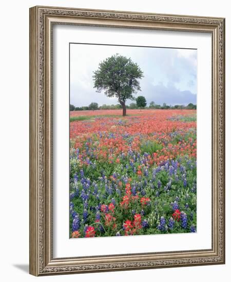 Field of Red and Blue Flowers-Jim Zuckerman-Framed Photographic Print