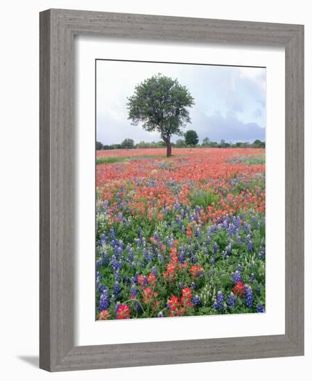 Field of Red and Blue Flowers-Jim Zuckerman-Framed Photographic Print