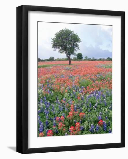 Field of Red and Blue Flowers-Jim Zuckerman-Framed Photographic Print