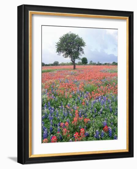 Field of Red and Blue Flowers-Jim Zuckerman-Framed Photographic Print