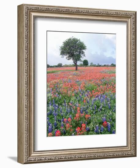 Field of Red and Blue Flowers-Jim Zuckerman-Framed Photographic Print