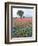 Field of Red and Blue Flowers-Jim Zuckerman-Framed Photographic Print