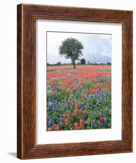 Field of Red and Blue Flowers-Jim Zuckerman-Framed Photographic Print