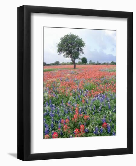 Field of Red and Blue Flowers-Jim Zuckerman-Framed Photographic Print