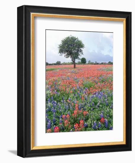 Field of Red and Blue Flowers-Jim Zuckerman-Framed Photographic Print