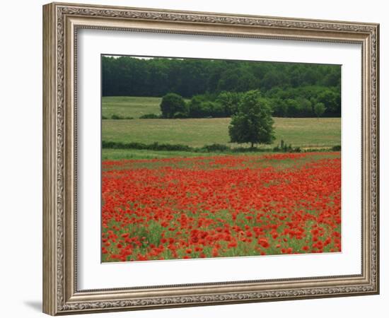 Field of Red Poppies in an Agricultural Landscape Near Sancerre, Cher, Loire Centre, France-Michael Busselle-Framed Photographic Print