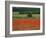 Field of Red Poppies in an Agricultural Landscape Near Sancerre, Cher, Loire Centre, France-Michael Busselle-Framed Photographic Print