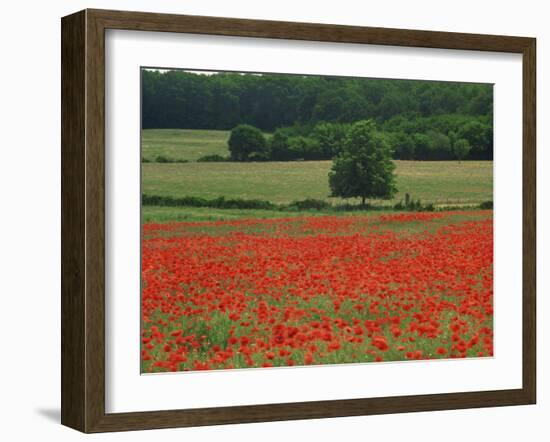 Field of Red Poppies in an Agricultural Landscape Near Sancerre, Cher, Loire Centre, France-Michael Busselle-Framed Photographic Print