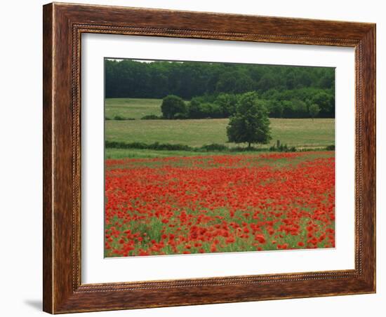 Field of Red Poppies in an Agricultural Landscape Near Sancerre, Cher, Loire Centre, France-Michael Busselle-Framed Photographic Print