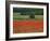 Field of Red Poppies in an Agricultural Landscape Near Sancerre, Cher, Loire Centre, France-Michael Busselle-Framed Photographic Print