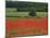 Field of Red Poppies in an Agricultural Landscape Near Sancerre, Cher, Loire Centre, France-Michael Busselle-Mounted Photographic Print