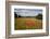 Field of Red Poppies, Near Winchcombe, Cotswolds, Gloucestershire, England, United Kingdom, Europe-Stuart Black-Framed Photographic Print