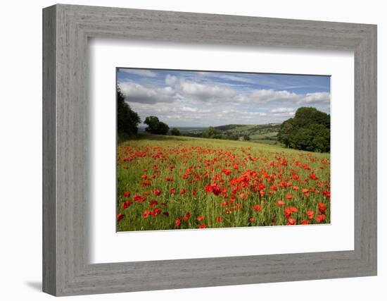 Field of Red Poppies, Near Winchcombe, Cotswolds, Gloucestershire, England, United Kingdom, Europe-Stuart Black-Framed Photographic Print