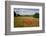 Field of Red Poppies, Near Winchcombe, Cotswolds, Gloucestershire, England, United Kingdom, Europe-Stuart Black-Framed Photographic Print