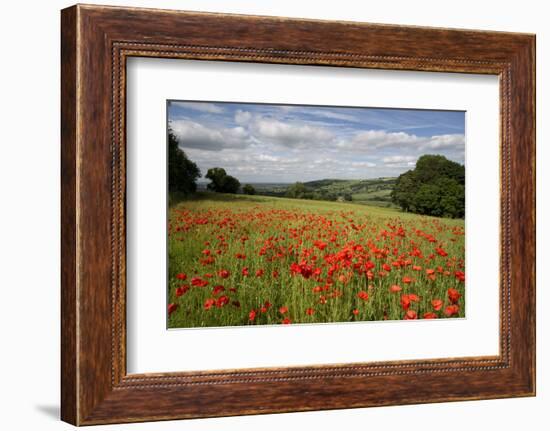 Field of Red Poppies, Near Winchcombe, Cotswolds, Gloucestershire, England, United Kingdom, Europe-Stuart Black-Framed Photographic Print