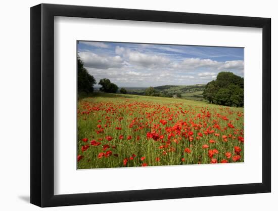 Field of Red Poppies, Near Winchcombe, Cotswolds, Gloucestershire, England, United Kingdom, Europe-Stuart Black-Framed Photographic Print