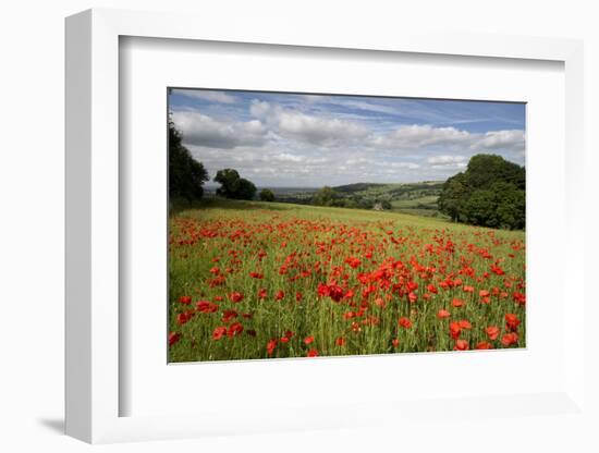 Field of Red Poppies, Near Winchcombe, Cotswolds, Gloucestershire, England, United Kingdom, Europe-Stuart Black-Framed Photographic Print