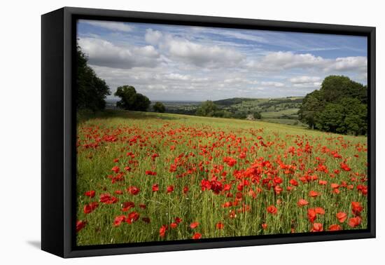 Field of Red Poppies, Near Winchcombe, Cotswolds, Gloucestershire, England, United Kingdom, Europe-Stuart Black-Framed Premier Image Canvas