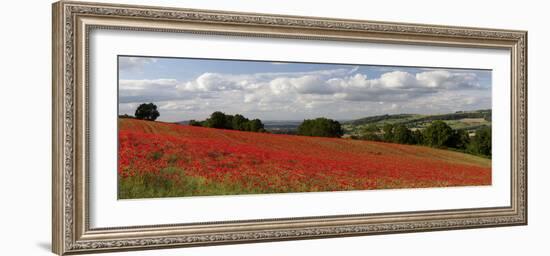 Field of Red Poppies, Near Winchcombe, Cotswolds, Gloucestershire, England, United Kingdom, Europe-Stuart Black-Framed Photographic Print