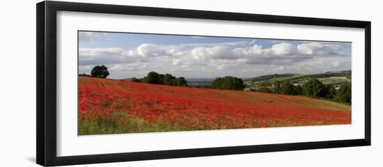 Field of Red Poppies, Near Winchcombe, Cotswolds, Gloucestershire, England, United Kingdom, Europe-Stuart Black-Framed Photographic Print