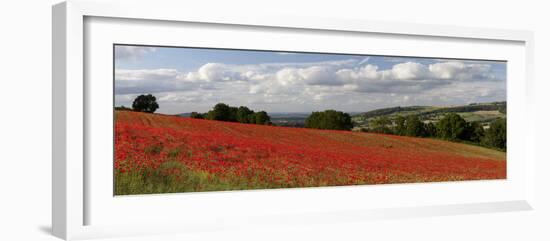 Field of Red Poppies, Near Winchcombe, Cotswolds, Gloucestershire, England, United Kingdom, Europe-Stuart Black-Framed Photographic Print