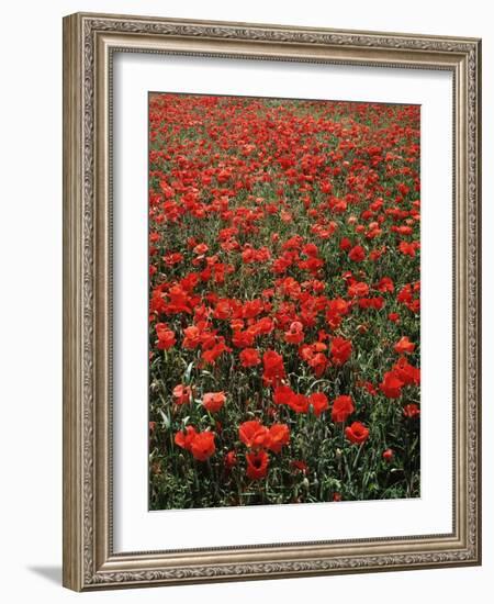 Field of Red Poppies-Adrian Bicker-Framed Photographic Print