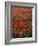 Field of Red Poppies-Adrian Bicker-Framed Photographic Print