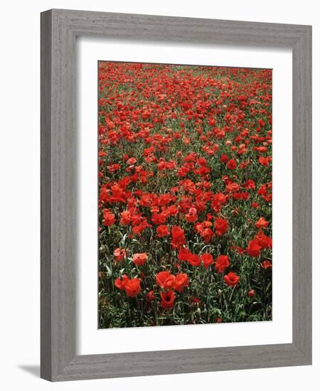 Field of Red Poppies-Adrian Bicker-Framed Photographic Print