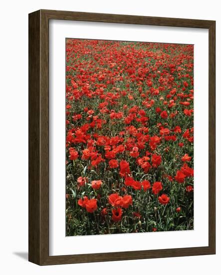 Field of Red Poppies-Adrian Bicker-Framed Photographic Print